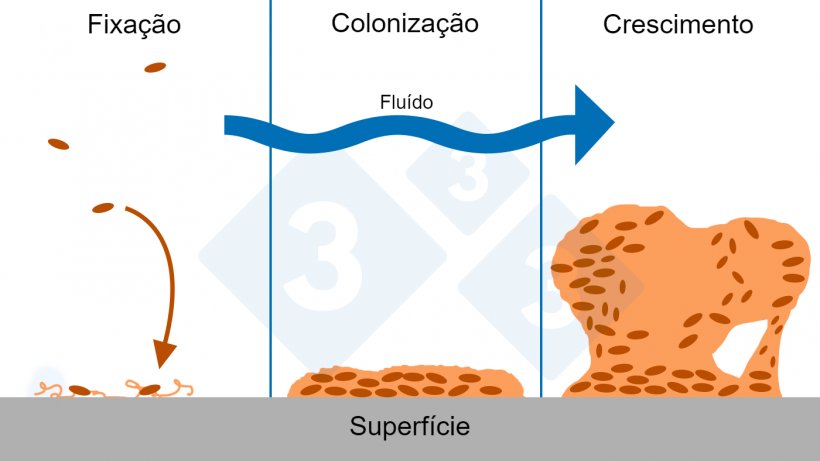 Figura 6. Três fases da formação do biofilme: fixação, colonização e crescimento de estruturas complexas de biofilme. Fonte: Figura adaptada con permiso de The Center for Biofilm Engineering, Montana State University.
